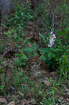 Fourleaf milkweed